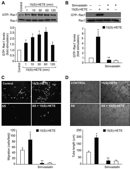 Figure 1. Simvastatin inhibits 15(S)-HETE–induced Rac1 activation in HDMVECs and suppresses their migration and tube formation. (A,B) Quiescent HDMVECs were treated with and without 0.1μM 15(S)-HETE for the indicated time periods or 60 minutes in the presence and absence of 10μM simvastatin and Rac1 activation was measured by pull-down assay. Total cellular Rac1 levels were measured by Western blotting. (C,D) Quiescent HDMVECs that were treated with and without simvastatin were subjected to 15(S)-HETE–induced migration (C) or tube formation (D). The bar graphs represent the mean ± SD values of 3 independent experiments. *P < .01 versus control, **P < .01 versus 15(S)-HETE.