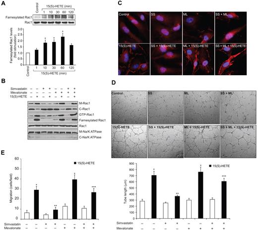 Figure 2. Mevalonate rescues 15(S)-HETE–induced farnesylation, membrane translocation and activation of Rac1 in HDMVECs and the migration and tube formation of these cells from inhibition by simvastatin. (A-B) Quiescent HDMVECs were treated with and without 0.1μM 15(S)-HETE for the indicated time periods or 60 minutes in the presence and absence of 10μM simvastatin in combination with or without 50μM mevalonate and either whole cellular extracts or the cytoplasmic and membrane fractions were prepared. Rac1 farnesylation was measured by immunoprecipitation of an equal amount of protein with anti-farnesyl antibodies followed by immunoblotting with anti-Rac1 antibodies. Rac1 activation was measured by pull-down assay. Rac1 and Na/K ATPase levels were measured by Western blotting using their specific antibodies. (C) All the conditions were the same as in panel B, except that cells were fixed, permeabilized and immunostained for Rac1 using anti-Rac1 antibodies followed by probing with Alexa Fluor 568–conjugated secondary antibodies. (D-E) HDMVECs were treated with or without 10μM simvastatin in the presence and absence of 50μM mevalonate, trypsinized, rinsed with TNS and subjected to 15(S)-HETE (0.1μM)–induced tube formation (D) or migration (E). The bar graphs in panels A, D and E represent the mean ± SD values of 3 independent experiments. *P < .01 versus control; **P < .01 versus 15(S)-HETE; ***P < .01 versus simvastatin + 15(S)-HETE. C indicates cytoplasmic fraction; M, membrane fraction; ss, simvastatin; and ML, mevalonate.