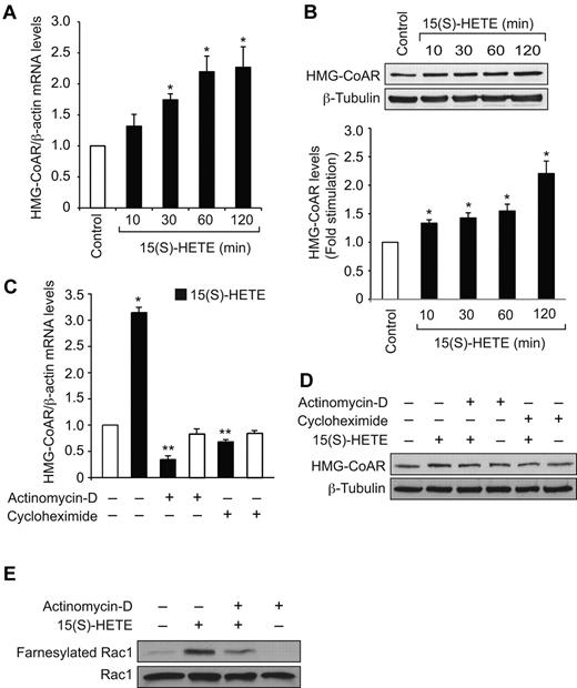 Figure 3. 15(S)-HETE induces HMG-CoA reductase expression in HDMVECs. (A-B) Quiescent HDMVECs were treated with and without 0.1μM 15(S)-HETE for the indicated time periods and either total cellular RNA was isolated or cell extracts were prepared. The RNA was analyzed for HMG-CoA reductase mRNA levels by QRT-PCR (A) and the cell extracts were analyzed for HMG-CoA reductase protein levels by Western blotting (B). (C-D) Quiescent HDMVECs were treated with 0.1 μM 15(S)-HETE in the presence or absence of 20 μg/mL actinomycin D or 10 μg/mL cycloheximide for 2 hours and HMG-CoA reductase mRNA and protein levels were measured as described in panels A and B, respectively. (E) Quiescent HDMVECs that were pretreated with actinomycin D (20 μg/mL) for 2 hours were treated with and without 15(S)-HETE (0.1μM) for 10 minutes and cell extracts were prepared. An equal amount of protein from control and each treatment was immunoprecipitated with anti-Farnesyl antibodies and immunocomplexes were analyzed by Western blotting for Rac1 using anti-Rac1 antibodies. Total cellular Rac1 levels were measured by Western blotting. The bar graphs in panels A, B and C represent the mean ± SD values of 3 independent experiments. *P < .01 versus control; **P < .01 versus 15(S)-HETE. HMG-CoAR indicates HMG-CoA reductase.
