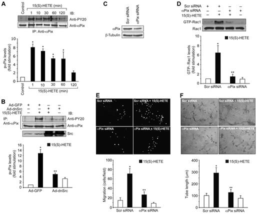 Figure 4. 15(S)-HETE induces αPix tyrosine phosphorylation in Src-dependent manner. (A) Quiescent HDMVECs were treated with and without 0.1μM 15(S)-HETE for the indicated time periods and αPix tyrosine phosphorylation was measured by immunoprecipitation with anti-αPix antibodies followed by immunoblotting with anti-PY20 antibodies. (B) Cells were transduced with Ad-GFP or Ad-dnSrc, growth-arrested, treated with and without 0.1μM 15(S)-HETE for 10 minutes and analyzed for αPix tyrosine phosphorylation as described in panel A. (C) HDMVECs were transfected with scrambled (Scr) or αPix siRNA and 48 hours later cell extracts were prepared and analyzed for αPix levels by Western blotting using its specific antibodies. (D) HDMVECs that were transfected with scrambled or αPix siRNA and growth-arrested were treated with and without 0.1μM 15(S)-HETE for 1 hour and Rac1 activation was measured. (E-F) All the conditions were the same as in panel D except that cells were subjected to 0.1μM 15(S)-HETE-induced migration (E) or tube formation (F). The bar graphs represent the mean ± SD values of 3 independent experiments. *P < .01 versus control; **P < .01 versus 15(S)-HETE.