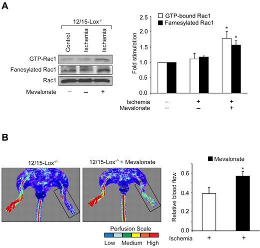 Figure 7. Mevalonate restores the capacity of 12/15-Lox−/− mice to respond to hind-limb ischemia in the induction of Rac1 farnesylation and activation and new blood vessel formation. (A) Tissue extracts were prepared from ischemic and non-ischemic adductor muscles of 12/15-Lox−/− mice that were administered with and without mevalonate and analyzed for Rac1 farnesylation and activation as described in Figure 3. (B) Blood perfusion was measured by LDPI. The bar graphs represent the mean ± SD values of 3 independent experiments or 6 animals. *P < .05 versus ischemia.