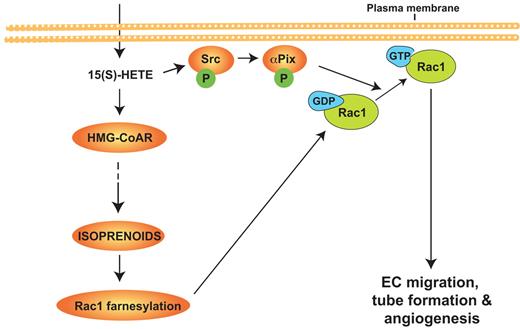 Figure 9. Schematic diagram showing the role of HMG-CoA reductase in 12/15-Lox–12/15(S)-HETE–induced angiogenesis.