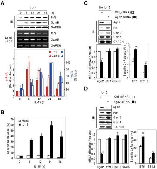Figure 1. Possible involvement of microRNA in Prf1 and GzmB expression in human NK cells. (A-B) In vitro–differentiated human mNK cells were freshly incubated in the absence (mock) or presence of IL-15 (30 ng/mL) after 24-hour deprivation of IL-15. The cells were harvested at the times (0, 6, 12, 24, and 48 hours) indicated relative to IL-15 addition. (A) Kinetic analysis of Prf1 and GzmB expression in human NK cells during activation. (Top) Immunoblot (IB) analyses. (Middle) DNAs amplified by semi-qPCR were stained with ethidium bromide and photographed using N-Trans illuminator. (Bottom) Real-time qPCR (red bars) and band intensities of Prf1 and GzmB proteins (top) were normalized and plotted as a percentage of the maximum (100%; blue bars). The quantitative data are expressed as the mean value of independent measurements from 3 separate experiments (mean ± SEM). (B) Kinetic analysis of cytotoxicity in human NK cells during activation. (C-D) Suppression of Prf1 and GzmB expression by microRNA. Transfected mNK cells with Ago2 and Dicer1 siRNAs were incubated in the absence (C) or presence (D) of IL-15, respectively, and then subjected to IB analysis, real-time qPCR, and standard chromium (Cr) release assay at effector to target cell ratio 5:1 (ET5) and ET1.5. Data are representative of 3 independent experiments (mean ± SEM of triplicates; Student t test, **P < .01 and ***P < .001 vs Ctrl_siRNA).