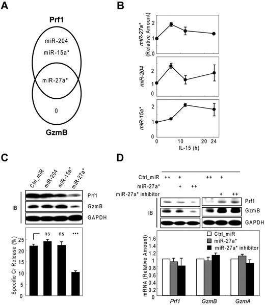 Figure 2. Human miR-27a* suppresses both Prf1 and GzmB expression. (A) Venn diagram of the predictions of human Prf1- and GzmB-targeting miRNAs yielding one common hit miR-27a*. (B) Validation of microarray data with real-time qPCR and kinetic analysis of candidate miRNAs during NK-cell activation (0, 6, 12, and 24 hours). (C) Screening of functional miRNA(s) in suppression of Prf1 and GzmB protein expressions. One hundred microliters of 1 nucleofection sample contained 4 × 106 mNK cells and 100nM (final concentration) of miRNA mimics and was subjected to nucleofection. (Top) IB analysis. (Bottom) Standard Cr release assay at ET5. (D) Regulation of Prf1 and GzmB expression by miR-27a*. mNK cells were transfected with increasing concentrations (50 and 100nM) of miR-27a* or miR-27a* inhibitor. The transfected cells were incubated in the presence of IL-15 (30 ng/mL) for 24 hours and then further incubated with freshly added IL-15 (30 ng/mL) for 24 hours. Finally, cells were subjected to IB analysis and real-time qPCR. (Top) IB analysis. (Bottom) Real-time qPCR analysis. Data are representative of 3 independent experiments (mean ± SEM of triplicates; ns, not significant; Student t test, P > .05 and ***P < .001 vs Ctrl_miR).