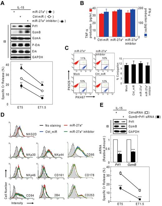 Figure 4. Human miR-27a* down-regulates NK-cell cytotoxicity by silencing Prf1 and GzmB. (A-D) Overexpression and knockdown of miR-27a* induce decrease and increase of NK-cell cytotoxicity, respectively. mNK cells transfected with Ctrl_miR, miR-27a, or miR-27a inhibitor were analyzed for IB (A top), standard Cr release assay (A bottom), ELISA for de novo synthesis of TNF-α (B red), and IFN-γ (B blue), conjugation assay using 2-color FACS cytometry (C), and FACS analysis from the CD56+-gated lymphocyte population (D). Data are representative of 3 independent experiments. The quantitative data are expressed as the mean value of independent measurements from 3 separate experiments (mean ± SEM; Student t test, **P < .01 and ***P < .001 vs Ctrl_miR). (E) Level of Prf1 and GzmB protein is an essential regulator of NK-cell killing capacity. (Top) IB analysis. (Middle) Real-time qPCR. (Bottom) Standard Cr release assay. Data are representative of 4 independent experiments (mean ± SEM of triplicates; Student t test, ***P < .001 vs Ctrl_siRNA.