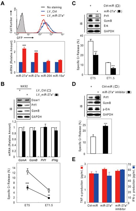 Figure 6. Human miR-27a* is a negative regulator of NK-cell cytotoxicity. (A top) Sorting of the GFP-positive NK-92 cells expressing pre-miR-27a*/miR-27a. (Bottom) Real-time qPCR for miRNAs. (B) NK-92 cells expressing pre-miR-27a*/miR-27a show decreased NK-cell cytotoxicity. (Top) IB analysis. (Middle) Real-time qPCR for mRNAs. (Bottom) Cr release assay. Data are representative of 3 independent experiments (mean ± SEM of triplicates; Student t test, **P < .01 and ***P < .001 vs LV_Ctrl. (C-E) miR-27a* negatively regulates NK-cell cytotoxicity in the primary NK cells. Primary human NK cells transfected with Ctrl-miR or miR-27a* (C) or miR-27a* inhibitor (D) were subjected to IB analysis; Cr release assay at ET5, ET1.5, or both; and ELISA for TNF-α (red) and IFN-γ (blue, E). Data are representative of 2 independent experiments (mean ± SEM of triplicates; Student t test, ***P < .001 vs Ctrl_miR).