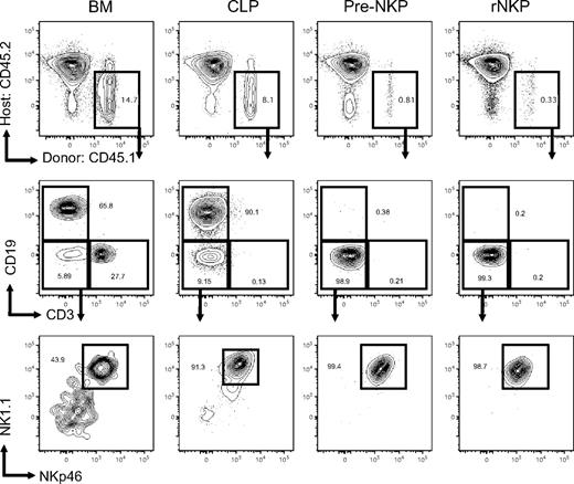 Figure 3. Pre-NKP and rNKP are lineage restricted to the NK cell fate in vivo. CD45.1 unfractionated BM, CLP, pre-NKP, and rNKP were transplanted into unconditioned congenic CD45.2 Rag2−/−IL2rγc−/− recipients. Spleens 3 weeks after transplantation were isolated and analyzed by flow cytometry for lineage potential of donor cells. Each progenitor type was injected into 5 individual mice per experiment. Data are representative of 1 of 5 experiments.