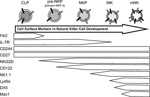 Figure 6. Proposed model for NK bone marrow development. CLP, immature NK cells (iNK), and mature NK cells in the bone marrow, not terminally differentiated splenic NK cells that lack expression of CD27 (mNK).