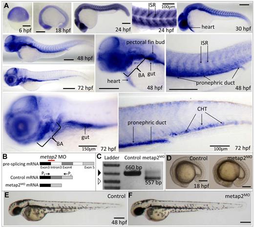 Figure 1. Expression of metap2 during embryonic development and metap2 knockdown with morpholino. (A) WISH showing the spatial expression of metap2 at different developmental stages. BA indicates brachial arches; ISR, intersomitic region. (B) Diagram of the action of the metap2 morpholino. Red line represents the binding site of the splice-junction targeted metap2 morpholino, and arrows represent the binding sites of the forward (Pf) and reverse primers (Pr) used for PCR amplification to detect defective splicing of exon4. (C) Defective splicing of metap2 mRNA in metap2MO as shown by the presence of the smaller 557-bp band, which is absent in the control. Open arrowhead, 500-bp DNA ladder; filled arrowhead, 650-bp DNA ladder. (D) General morphology of metap2MO (122 of 131 embryos in 3 separate experiments) compared with the control at 18 hpf (137/145, n = 3). (E-F) General morphology of metap2MO (F; 109/129, n = 3) compared with the control (E; 132/142, n = 3) at 48 hpf. Bars represent 250 μm unless otherwise stated.