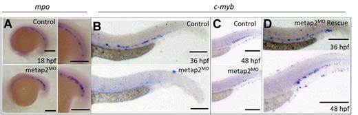 Figure 2. Knockdown of metap2 affected embryonic hematoporesis. (A) WISH comparing expression of mpo at 18 hpf between control and metap2MO (control, 90.6% ± 0.8% with normal mpo expression in total 85 embryos; metap2MO, 72.1% ± 2.6% with increased mpo expression in total 68 embryos; n = 3). (B-C) WISH comparing expression of c-myb between control and metap2MO at 36 hpf (B; control, 93.8% ± 1.3% in total 128 embryos with normal c-myb expression; metap2MO, 82.6% ± 2.7% in total 121 embryos with reduced c-myb expression; n = 5) and 48 hpf (C; control, 89.2% ± 1.0% in total 148 embryos with normal c-myb expression; metap2MO, 78.9% ± 3.0% in total 147 embryos with reduced c-myb expression; n = 5). (D) WISH showing the expression of c-myb at 36 (rescued c-myb expression, 75.3% ± 3.8% in total 72 embryos, n = 3) and 48 hpf (rescued c-myb expression, 77.0% ± 4.0% in total 87 embryos, n = 3) in metap2MO rescued by metap2 mRNA. Bars represent 250 μm.