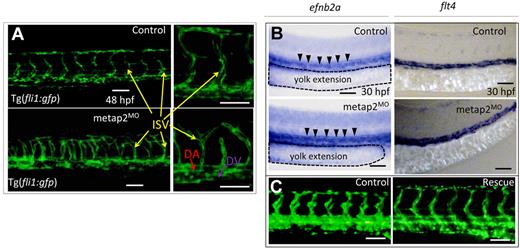 Figure 3. Knockdown of metap2 perturbed angiogenesis but not vasculagenesis. (A) Confocal microscopy of Tg(fil1:gfp) at 48 hpf comparing the development of dorsal aorta (DA), dorsal vein (DV), and intersegmental vessel (ISV) in the trunk region between control and metap2MO. (B) WISH comparing expression of efnb2a (control, 92.4% ± 2.3% with normal efnb2a expression in total 92 embryos; metap2MO, 91.4% ± 2.7% with normal efnb2a expression in total 93 embryos; n = 3) and flt4 (control, 95.5% ± 1.4% with normal flt4 expression in total 88 embryos; metap2MO: 95.3% ± 1.0% with normal flt4 expression in total 86 embryos; n = 3) at 30 hpf between control and metap2MO. Black arrowheads denote efnb2a expression along DA, and the dashed line outlines the extension of the yolk. (C) Fluorescent microscopy of Tg(fil1:gfp) at 48 hpf comparing the development of DA, DV, and ISV in the trunk region between control and metap2MO rescued by metap2 mRNA (control, 96.8% ± 1.4% with normal ISV patterning in total 93 embryos; metap2MO, 80.3% ± 3.4% with perturbed ISV patterning in total 71 embryos; metap2MO rescue, 72.5% ± 4.0% with normal ISV patterning in total 80 embryos; n = 3). Bars represent 50 μm.