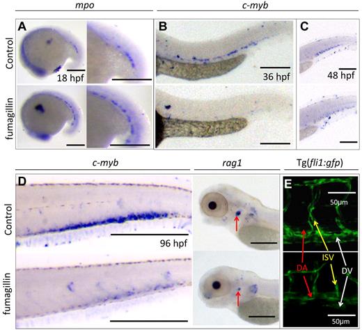 Figure 4. Fumagillin treatment recapitulated the effect of metap2 knockdown. (A) WISH comparing expression of mpo between control and fumagillin-treated embryo at 18 hpf (control, 92.8% ± 1.0% with normal mpo expression in total 69 embryos; fumagillin treatment, 69.5% ± 2.5% with increased mpo expression in total 59 embryos; n = 3). (B) WISH comparing expression of c-myb between control and fumagillin-treated embryo at 36 hpf (control, 94.1% ± 1.5% in total 101 embryos with normal c-myb expression; fumagillin treatment, 78.7% ± 3.9% in total 108 embryos with reduced c-myb expression; n = 3). (C) WISH comparing expression of c-myb between control and fumagillin-treated embryo at 48 hpf (control, 94.2% ± 1.5% in total 103 embryos with normal c-myb expression; fumagillin treatment, 75.7% ± 2.4% in total 107 embryos with reduced c-myb expression; n = 3). (D) WISH comparing expression of c-myb (control, 93.1% ± 2.8% in total 102 embryos with normal c-myb expression; fumagillin treatment, 73.0% ± 4.3% in total 89 embryos with reduced c-myb expression; n = 3) and rag1 (red arrow; control, 90.2% ± 1.1% in total 112 embryos with normal rag1 expression; fumagillin treatment, 78.3% ± 2.9% in total 106 embryos with reduced rag1 expression; n = 3) between control and fumagillin-treated embryo at 96 hpf. (E) Confocal microscopy of Tg(fil1:gfp) at 48 hpf comparing the development of dorsal aorta (DA), dorsal vein (DV), and intersegmental vessel (ISV) in the trunk region between control and fumagillin treated embryo (control, 96.6% ± 1.3% in total 116 embryos with normal ISV patterning; fumagillin treatment, 70.3% ± 3.4% in total 118 embryos with perturbed ISV patterning; n = 3). Bars represent 250 μm unless otherwise stated.