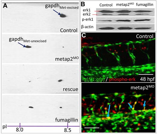 Figure 5. Inhibition of metap2 in zebrafish embryo affected N-methionine excision and erk phosphorylation. (A) GAPDH pI shifting assay showing Met-excised gapdh protein with a pI of approximately 8.4 and Met-unexcised GAPDH in metap2MO or fumagillin-treated embryos with a lower pI at approximately 8.2. Met-excised gapdh protein with a pI at approximately 8.4 was recovered in metap2MO rescued by metap2 mRNA. (B) Western blot comparing the level of total and phospho-erk1/2 between control, metap2MO, and fumagillin-treated embryos normalized with β-actin. (C) Whole-mount immunostaining of phosphor-erk in Tg(fil1:gfp) at 48 hpf (control, 0 of 99 embryos showed ectopic erk phosphorylation; metap2MO, 71.4% ± 3.2% in total 98 embryos showed ectopic erk phosphorylation; n = 4). Red indicates phospho-erk signal; green, endothelial cell; and yellow, phospho-erk signal colocalized with endothelial cell. Bars represent 50 μm