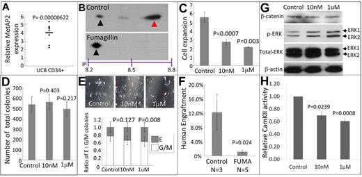 Figure 6. Inhibition of MetAP2 affected human HSPCs proliferation, differentiation, and engraftment potential. (A) Relative expression of MetAP2 in CB cells revealed by Q-RT-PCR between CD34+ fraction and unfractionated CB MNC (of which ∼ 99% cells are CD34−). MetAP2 expression in unfractionated CB MNC was normalized to 1. N = 8. (B) GAPDH pI shifting assay showing Met-excised GAPDH protein (red arrowhead) with a greater pI and Met-unexcised (black arrowhead) GAPDH in control or fumagillin-treated CB CD34+ cells with a lower pI. (C) Fold change of cell number after 3 days of DMSO (control) or fumagillin treatment (at 10nM or 1μM) of CB CD34+ cells. A total of 0.1-0.25 million cells were treated with vehicle 10nM or fumagillin for 3 days. After treatment, viable cells were enumerated by trypan blue exclusion. N = 5 and the cell numbers at day 0 were normalized to 1. (D) Total number of colonies formed in colony-forming assay between control and fumagillin treated CB CD34+ cells. After 3 days of treatment, 3000 cells (from vehicle) and cell numbers proportional to its expansion (fumagillin-treated) were cultured in methylcellulose medium H4434 without fumagillin for 14 days and total colonies numbers were counted. N = 3. (E) Lineages of colonies in colony-forming assay. Images of colonies acquired 14 days after cells plated (top). Erythroid colonies and granulocyte/macrophage colonies were enumerated and their ratio of were shown (bottom). N = 3. (F) BM engraftment of CB CD34+ cells after vehicle or fumagillin treatment in NOD/SCID mice at 6 weeks after transplantation. Human cells engraftment was determined by human CD45-positive, mouse CD45.1-negative fraction. The comparisons were evaluated by the Student t test. (G) Western blot comparing the level of β-catenin, total and phospho-ERK1/2 between control and fumagillin treated CB CD34+ cells normalized with β-actin. (H) Relative CamKII activity in CD34+ CB cells treated with vehicle, 10nM or 1μM fumagillin for 3 days.