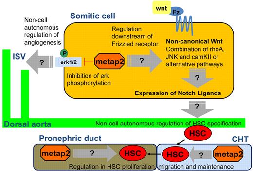 Figure 7. The multifunctional model of metap2 in definitive hematopoiesis and angiogenesis during zebrafish embryonic development. Fz indicates frizzled receptor.