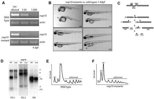 Figure 1. nop10 loss results in ribosome biogenesis defects affecting the small ribosomal subunit. (A) Semiquantitative PCR analysis on wild-type versus nop10 mutants at 4 dpf using nop10 or actin primers. (B) Gross morphology of the nop10 mutant compared with a wild-type sibling from 1 to 4 dpf. Arrow indicates dent in mid-hind brain barrier; and arrowhead, pericardial edema. (C) A contemporary schematic illustrating the major pathway of rRNA processing in zebrafish. Hybridization sites of ITS-1, ITS-2, and 18S probes are indicated on top. Arrowheads indicate major cleavage sites. (D) Northern blot analysis of total RNA isolated from nop10 mutants compared with wild-type siblings at 4 dpf using probes against ITS-1, ITS-2, and 18S. (E-F) Polysome profiles of wild-type siblings (E) compared with nop10 mutants (F) at 4 dpf. The 40S, 60S, 80S, and polysomal peaks are indicated.