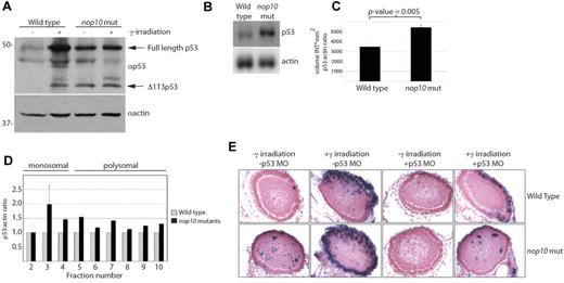 Figure 3. nop10 loss results in p53-dependent apoptosis. (A) Western blot analysis of p53 protein stabilization in 4-dpf embryos either untreated or treated with 25 Gy γ-irradiation and incubated for 6 hours. (B) Northern blot analysis of p53 mRNA levels in nop10 mutant embryos compared with wild-type siblings at 4 dpf. (C) Quantification of 3 independent p53 Northern blots comparing the level of p53:actin mRNA by densitometer analysis. (D) Real-time PCR analysis indicating the relative ratios of p53:actin mRNA in individual fractions isolated from polysome profiles of wild-type or nop10 mutants at 4 dpf. Fractions 2 to 4 represent the monosomal portion of the profile, and fractions 5 to 10 represent the polysomal portion. (E) TUNEL assay (focusing on the zebrafish eye) indicating cells undergoing apoptosis in embryos untreated, treated with 25 Gy γ-irradiation and incubated for 6 hours, injected at the 1-cell stage with a p53-MO, or both. Images were obtained using a Nikon Eclipse E600 microscope with 40× Nikon Plan Fluor, 0.75 NA dry objective. A Leica DFC 500 camera was used with Leica Application Suite Version 3.6.0 software.