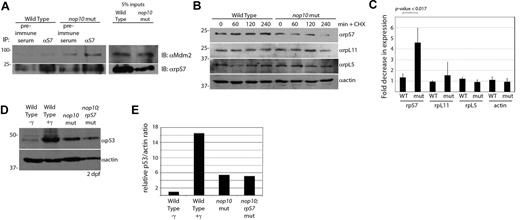 Figure 4. nop10 loss causes rpS7 binding to Mdm2 and increased degradation of rpS7. (A; left) Immunoprecipitation of embryo lysates at 4 dpf with preimmune serum or αrpS7 followed by blotting with αMdm2 (top) or αrpS7 (bottom). (Right) A total of 50 μg (5%) of total lysate used for immunoprecipitations blotted with either αrpS7 or αMdm2 (note: these samples are on the same blots as the immunoprecipitations but are displayed separately because of different exposure requirements). (B) Western blot analysis of levels of rpS7, rpL11, rpL5, and actin in wild-type and nop10 mutant embryos treated with cycloheximide for 0 to 4 hours. (C) Quantification of 3 independent experiments indicating the protein with the largest fold decrease of expression in 4 hours after cycloheximide treatment is rpS7 in nop10 mutant embryos. (D) Western blot analysis of 2 dpf wild-type embryos untreated or treated with 25 Gy γ-irradiation, nop10 mutants, or nop10;rpS7 mutants. (E) Densitometer quantification of expression levels in panel D comparing relative p53/actin ratios, setting the wild-type γ-ratio to 1.