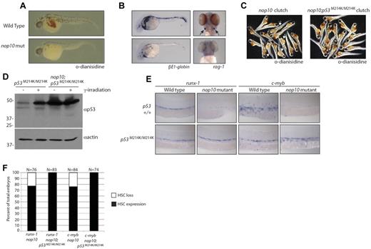 Figure 5. nop10 loss results in p53-dependent defects in HSC formation. (A) O-Dianisidine staining of whole RBCs at 36 hpf in nop10 mutant embryos or wild-type siblings. (B) In situ hybridization analysis of βE1-globin (36 hpf) or rag-1 (4 dpf) mRNA levels. (C) O-Dianisidine staining in a sampling from 36-hpf clutches of either nop10 mutants (left) and wild-type siblings (arrows indicate mutants) or nop10;p53M214K/M214K mutants and p53M214K/M214K siblings (right). (D) Western blot analysis of p53 stabilization in nop10;p53M214K/M214K embryos compared with p53M214K/M214K embryos in the presence or absence of 25 Gy γ-irradiation. (E) In situ hybridization analysis of runx-1 mRNA (left) or c-myb mRNA (right) in 36-hpf nop10 mutant embryos compared with clutch siblings either in a p53 wild-type background (top) or p53M214K/M214K mutant background (bottom). Embryos were mounted in methylcellulose and images were obtained using a Zeiss Axioplan microscope with a 10× Zeiss Neofluor, 0.3 NA dry objective. A Leica DFC 480 camera was used with Leica Application Suite Version 3.5.0 software. (F) Quantification of in situ hybridization results showing percentages of the HSC-loss phenotype in total clutches of embryos.
