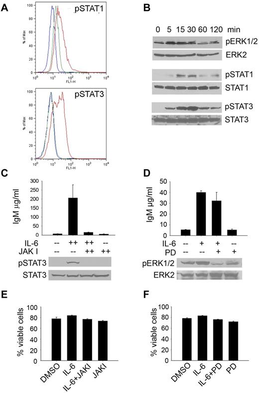 Figure 7. IL-6 signaling induces IgM secretion. (A) BCWM.1 cells were serum-starved and treated with 50 ng/mL IL-6 for 15 minutes. After fixation and permeabilization, cells were probed for the phosphorylated forms of STATs 1-6. The blue histogram represents the isotype control; green represents baseline STAT phosphorylation in untreated BCWM.1 cells; red represents STAT phosphorylation on IL-6 stimulation. This experiment was performed 3 times, and representative histograms are shown. (B) HS-5 cells were plated in 6-well plates overnight and then serum starved overnight. Cells were then treated with 50 ng/mL IL-6 for the indicated times. Cells were then lysed and lysates used to determine activation of MAPK and JAK/STAT signaling pathways by immunoblotting. This experiment was repeated 3 times with similar results (C) IgM secretion by serum starved BCWM.1 cells cultured in the presence or absence of JAKI inhibitor (300nM) or DMSO control for 30 minutes and, then stimulated with IL-6 (50 ng/mL) for 3 days. To determine inhibition of STAT3 by JAKI inhibitor a Western blot was run with whole-cell lysates from serum starved BCWM.1 cultured in the presence of JAKI inhibitor (300nM) for 30 minutes and then treated with IL-6 (50 ng/mL) for 30 minutes. Immunoblots were repeated 2 times with similar results. (D) IgM secretion by serum starved BCWM.1 cells pretreated with or without the ERK inhibitor PD98059 (PD) or DMSO for 30 minutes and then treated with IL-6 (50 ng/mL) as indicated. Cell supernatants were harvested after 3 days and used to determine IgM secretion by ELISA. Experiments were performed twice in triplicate. Inhibition of Erk1/2 phosphorylation was confirmed by immunoblotting by culturing serum starved BCWM.1 in the presence or absence of PD inhibitor (50μM) for 30 minutes and then treated with IL-6 (50 ng/mL) for 30 minutes. Immunoblots were run twice with similar results. (E-F) Viability in the presence of either a pan-JAK (E) or MEK (F) inhibitor was assessed using annexin/propidium iodine staining. Experiments were performed 3 times. Data are presented as the average viability ± SEM.
