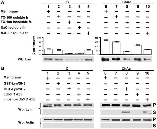Figure 4. Modes of interaction of Lyn with membranes from ChAc RBCs. (A) Membranes of F2 RBCs from control (C) and ChAc subjects were extracted with Triton X-100 or NaCl (see “RBC morphology, membrane preparation, and membrane cytoskeleton extraction”) and assayed after ultracentrifugation for the presence of Lyn by Western blot (Wb) analysis. The data shown here are obtained with F2 ChAc RBCs. Similar data were obtained with F1 control and ChAc RBCs (data not shown). (B) Membranes of F2 RBCs from control (C) and ChAc subjects were incubated in the presence or absence of GST-Lyn/SH3, GST-Lyn/SH2, cdb3, or phospho (p)–cdb3 and assayed after ultracentrifugation for Lyn in the resulting soluble (S) and pellet (P) fractions for the presence of Lyn by Western blot (Wb) analysis. Similar data were obtained from F1 control and ChAc RBCs (data not shown). The membranes were reprobed with anti–actin antibody as loading control.