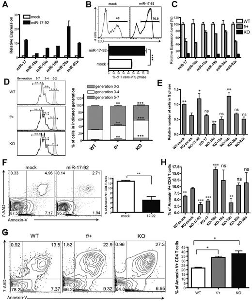 Figure 1. The functionality of miR-19b and miR-17 in antigen-stimulated CD4+ T-cell proliferation and activation-induced cell death. (A,C) Assessment of miR-17-92 relative expression in CD4+ T cells by qPCR. Data were normalized to a reference small RNA U6. Bar graph shows means ± SEM from 3 independent experiments. (A) LN T cells from 5C.C7 TCR-transgenic mice were primed by syngeneic APCs loaded with agonist peptide MCC (10μM) and transduced with retrovirus encoding GFP alone (mock) or the mir-17-92 gene with GFP. Three days later, CD4+GFP+ T cells were FACS sorted, and the expression of miRNA was analyzed by qPCR. Data were normalized to the mock group. (B) mir-17-92 genes were introduced into 5C.C7 T cells as described in panel A. Cells were selected by puromycin for 48 hours, and restimulated with MCC-loaded CH27 APCs (10μM) for 24 hours. 5-ethynyl-2′-deoxyuridine (EdU) was supplied into the culture medium 3 hours before cell fixation. The percentage of CD4+GFP+ T cells in the S phase was measured with the Click-iT EdU flow cytometry assay (Invitrogen). Top: representative FACS plot; bottom: statistical analysis of 5 independent experiments. (C) Expression of miRNAs in CD4+ T cells from LNs and spleens of miR-17-92f/fCD4-Cre− (WT), miR-17-92f/+CD4-Cre+ (f/+), and miR-17-92f/fCD4-Cre+ (KO) littermates. Data were normalized to WT. (D) CD4+CD25− T cells from LNs and spleens of WT, f/+, and KO littermates were labeled for 10 minutes at 37°C with CFSE at a ratio of 3 × 106 cells/4μM chemical, followed by washes with complete culture medium, and were then activated by 1 μg/mL of plate-bound anti-CD3 and anti-D28 Abs (eBioscience) for 72 hours. Left: representative FACS plot showing CFSE dilution. Tinted peaks represent CFSE-stained T cells without stimulation; right: statistical analysis of 3 independent experiments. (E) CD4+CD25− T cells from WT or KO mice were primed and transduced with indicated retroviruses. After 2 days of puromycin selection, cells were restimulated with anti–CD3/CD28 for 24 hours, and the number of T cells in the S phase was determined by staining of pulsed EdU. Bar graphs summarize means ± SEM from 4 independent experiments and data were normalized to WT-mock. The statistical significance was assessed in comparison with the KO-mock group. (F) LN T cells from 5C.C7 TCR-transgenic mice were primed and transduced with retrovirus encoding GFP or miR-17-92 as described in panel A. Three days later, viable cells were enriched by density gradient centrifugation and then restimulated with CH27 loaded with MCC (10μM) for 24 hours, and the status of AICD was assessed by annexin V and 7AAD staining (BioLegend). The bar graph summarizes the means ± SEM from 4 independent experiments. (G) CD4+CD25− T cells from LNs and spleens of WT, f/+, and KO littermates were stimulated with anti–CD3/CD28 Abs for 72 hours, and the percentages of CD4+ T cells undergoing apoptosis were assessed by annexin V and 7AAD staining. The bar graph summarizes means ± SEM from 3 independent experiments. (H) CD4+CD25− T cells from LNs and spleens of KO mice were primed and transduced with retrovirus encoding individual miRNAs of miR-17-92 as described in panel E. Three days after transduction, viable CD4+ T cells were enriched and restimulated with anti-CD3/CD28 for 24 hours. The profiles of restimulation-induced apoptosis were measured by annexin V staining. Bar graphs summarize the means ± SEM from 3-5 independent experiments. The statistical significance was assessed in comparison with the KO-mock group. *P < .05; **P < .01; ***P < .001; and ns, no significance.