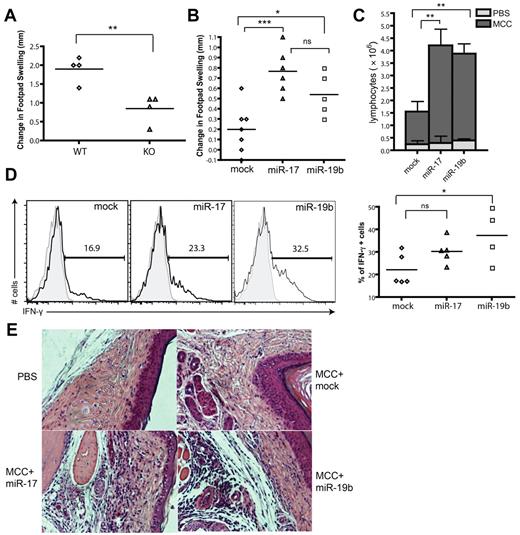 Figure 3. miR-19b and miR-17 enhance DTH responses in vivo. (A) WT and KO mice were immunized subcutaneously with 100μg of KLH in CFA (Sigma-Aldrich) and 8 days later, were injected with 50μg of KLH in 1 footpad and PBS in the contralateral footpad. Increase in footpad thickness was measured for both groups at 48 hours after secondary challenge (n = 4). (B-E) WT B.10A mice were transferred through the tail vein with 0.5 × 106 CD4+ T cells from 5C.C7 Rag2−/− mice infected with GFP-, miR-17-, or miR-19b–expressing retrovirus and immunized subcutaneously with 20 μg of MCC peptide in CFA. Five days after immunization, mice were injected with 20 μg of MCC and PBS in each lateral footpad. Seventy-two hours later, the swelling of footpads (in panel B) and the number of total lymphocytes from the popliteal LN (in panel C) were measured (n ≥ 5). The percentage of IFN-γ–producing cells within the GFP+CD4+ population in the DLN was assayed (in panel D) by intracellular staining (n ≥ 4). Representative images of footpad tissues with H&E staining were shown in panel E. *P < .05; **P < .01; ***P < .001; and ns, no significance. Each experiment was repeated 3 times.