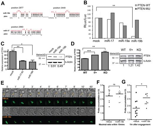 Figure 5. Pten is the primary target of miR-19b in regulating CD4+ T cell effector functions. (A) Schematic illustration of the predicted targeting sites for miR-19b and miR-17 within the 3′UTR of pten mRNA. (B) The full-length 3′UTR of pten (Pten-WT) or 3′UTR with mutations at the 2 miR-19b target sites (Pten-MU) were cloned downstream of a luciferase reporter and transfected into NIH3T3 cell lines stably expressing the indicated miRNAs. The luciferase activity was measured 72 hours after transfection. Bar graphs show the means ± SD of 3 independent experiments. (C) 5C.C7 T cells transduced with mock, mir-17-92, or mir-19b were sorted by FACS, and total RNA and protein were extracted for qPCR and Western blot. (D) Relative expression of Pten mRNA in CD4+CD25− T cells from LNs and spleens of WT, f/+, and KO mice was measured by qPCR. T cells activated with plate-bound anti–CD3/CD28 Abs for 72 hours were lysed for protein quantification. qPCR data were normalized to SDHA and are shown as relative to mock or WT. Bar graph shows the means ± SEM for 3 independent experiments. (E) miR-19b–mediated regulation on PI3K signaling on antigen engagement was visualized by fluorescence video microscopy. As described previously,27 the PH domain of Akt kinase was fused with GFP as an imaging probe to monitor the production of PIP3 through PI3K activation. miR-19b or mock vectors were expressed simultaneously with this PH-GFP–imaging probe in 5C.C7 T cells, which were challenged by CH27 APCs preloaded with MCC agonist peptide. Live-cell imaging was performed to monitor the initial signaling strength and the duration of PI3K activation. T cells with PH-GFP expression and stimulated by contact with a single APC were monitored for > 1 hour in a 3D manner, and the best focus plane was used for data analysis. The activity of PI3K was represented by measuring the ratio of the average probe fluorescent intensity in the synaptic region versus the average intensity in the rest cell area. Top panels: representative montages from the DIC channel; bottom panels: representative montages from the GFP channel. (F) The highest level of probe synaptic accumulation within the first 10 minutes of T:APC contact was used as the mark for the maximal activity of PI3K activation in the initiation stage (before the formation of mature immunologic synapse) of TCR signaling. (G) A similar measurement was performed at 1 hour after the initiation of TCR signaling. *P < .05; **P < .01; and ***P < .001.