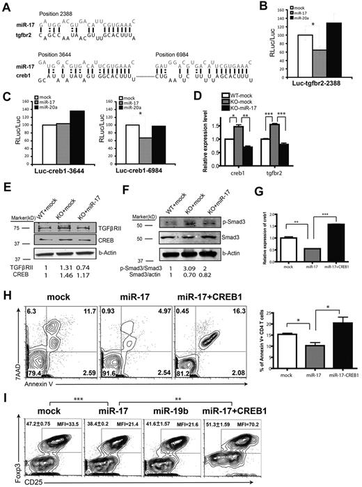 Figure 6. miR-17 modulates CD4+ T cell effector responses by targeting TGFβRII and CREB1. (A) Schematic representation of the putative miR-17–binding sites in the 3′UTR of tgfbr2 and creb1. (B-C) A portion of the 3′UTR of tgfbr2 (NM009371 position 2171-2552) or creb1 (NM133828 position 3442-3792 containing site 3644 or position 6758-7144 containing site 6984) was cloned downstream of a luciferase reporter and transfected into an NIH3T3 cell line stably expressing miR-17, miR-20a, or mock control. The luciferase activity was measured 72 hours after transfection. Bar graphs show the means ± SD of 3 (B) or 6 (C) independent experiments. (D-E) CD4+CD25− T cells from WT or KO mice were transduced with indicated retrovirus, and CD4+GFP+ T cells were FACS sorted and total RNA and protein were extracted for qPCR (D) and Western blot (E). The bar graph shows means ± SEM from 3 independent experiments. (F) T cells were transduced with indicated virus and cultured under iTreg-differentiation conditions for 5 days. CD4+GFP+ T cells were then sorted, lysed, and analyzed for Smad3 Ser423/425 phosphorylation by Western blot. (G-I) 5C.C7 T cells were primed and transduced with retrovirus containing both the CREB1-IRES-GFP expression cassette and the indicated miR-17 expression cassette, miR-17 alone with GFP marker, or GFP only. (G) Assessment of CREB1 expression in 5C.C7 T cells by qPCR. The graph shows means ± SEM from 3 independent experiments. (H) Death profile of CD4+GFP+ T cells after restimulation with anti–CD3/CD28 Abs. Left: representative FACS plot; right: bar graphs showing means ± SEM from 3 independent experiments. (I) 5C.C7 T cells were transduced as indicated and cultured under iTreg-differentiation conditions for 5 days. The percentage of CD25+Foxp3+ cells inside of the CD4+ T-cell populations and the MFI of the intracellular Foxp3 staining were measured. The numbers on the left corner show the means ± SEM of the percentage of iTreg cells from 3 independent experiments. *P < .05; **P < .01; and ***P < .001.