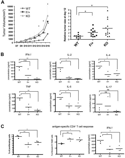 Figure 7. In vivo, the miR-17-92 cluster is essential for the T cell–mediated antitumor response. (A) WT (n = 5), f/+ (n = 8), and KO (n = 7) littermates were injected subcutaneously with 2 × 105 B16/F10 melanoma cells. The tumor volume was measured each day from 7 days after injection up to 16 days and plotted against time. Left panel: the representative tumor growth curve; right panel: compiled data from 3 independent experiments. Individual dot represents the relative tumor volume normalized to that of the WT at 12 days after melanoma cell injection. (B) Lymphocytes from the dLNs of tumor-carrying mice were isolated 16 days after B16/F10 melanoma inoculation and stimulated with 1 μg/mL of anti–CD3/CD28 Abs for 24 hours. Supernatants from the cultures were assayed for the concentration of indicated Th1, Th2, and Th17 cytokines using a cytokine bead array (BD Biosciences and Bender). Each dot represents data obtained from an individual mouse (n = 3). (C) WT, f/+, and KO littermates were injected with 3 × 105 OVA-secreting B16/F0 cells. Sixteen days after injection, T cells were enriched from the dLNs, labeled with CFSE, and stimulated with LB27.4 APCs loaded with 10μM OVA peptide (323-339) for 48 hours. Antigen-specific responses (proliferation, AICD, and IFN-γ production) were measured as described above. Each data point represents the sample from an individual mouse (n = 3). Each experiment was repeated at least 3 times. *P < .05; **P < .01; and ns, no significance.
