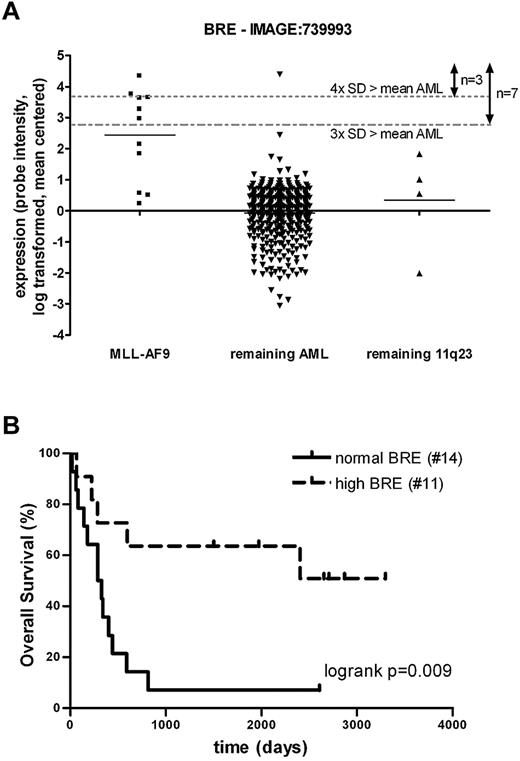 Figure 3. An independent AML cohort confirmed the positive effect of high BRE expression on prognosis. (A) BRE expression was high in a subset of a second cohort of 436 AML patients and co-occurred highly with MLL-AF9 translocations (P < .001 based on Fisher exact tests). cDNA (40k) expression array data of BRE (clone: IMAGE:739993) were log transformed and mean centered. Patients were subdivided into 3 groups based on MLL-AF9 and 11q23 positivity. Dotted lines represent the mean of all AML samples plus 3 or 4× the SD of BRE expression, used as values for outlier analysis and cutoff for high BRE expression, assigning 7 or 3 samples with high expression, respectively. (B) High BRE expression accounts for good OS within an independent MLL-AF9 cohort (5-year OS of 7.1 ± 6.9 vs 63.6 ± 14.5%, P = .0089 for patients with normal and high BRE expression, respectively). BRE array expression data of 2 cohorts of MLL-AF9–positive patients were combined by log transformation and mean centering of the data. Based on the cutoff used for high BRE expression in panel A (mean of 436 AML samples + 3 × SD), MLL-AF9 patients were subdivided into 2 groups: high and normal BRE expression (see supplemental Table 2). P values were determined with the log-rank test. The number of patients included in the analyses is shown in brackets.