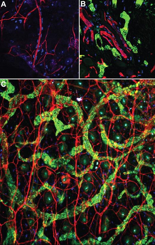 Figure 1. MCs and vascular endothelium are intimately associated. (A) MCs (blue, stained with the heparin-binding probe, avidin) are visible lining blood vessels (CD31, red) in tissue from the mouse ear, which was stained in whole mount (20× mag. 20×/0.75). (B) Proximity of MCs (blue) to blood (red, CD31) and lymphatic (green, LYVE-1) vessels in the mouse skin (20× mag. 20×/0.75 objective). (C) Extensive association of MCs with both vasculatures is apparent after staining mouse ear tissue in whole mount as in other panels for vascular and lymphatic endothelia (10× magnification, 10×/0.25 NA objective). Images were acquired using a Nikon Eclipse TE200 microscope and EZ-C1 Version 3.6 software. Additional image processing was performed using Autoquant software and Adobe Photoshop (Version 9).