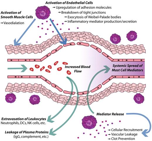 Figure 3. Local effect of MCs on the vasculature during acute inflammation. In this diagram, activated MCs release inflammatory mediators, which then induce changes along vascular endothelium. Some of these mediators directly act on ECs and smooth muscle cells to promote vasodilation and vascular leakiness. In addition, vascular ECs up-regulate many adhesion molecules and release WPBs to promote the rolling and extravasation of leukocytes into the inflamed tissue. Concurrently, increased vascular leakiness promotes the loss of fluid and blood proteins into the tissue, or edema. Additional MC-derived mediators can limit clotting and these responses cumulatively act to increase vascular flow through the site of inflammation. Presumably, the compromised barrier function of the vascular ECs would also facilitate the dissemination of MC products systemically.