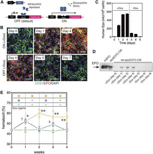 Figure 4. Regulation of EPO expression with Dox. (A) ECFCs were transduced using lentivirus vectors encoding for a tetracycline operator element (TetO2) upstream of the hEPO gene and TetR under the control of a CMV promoter. The capacity to regulate EPO by the transduced ECFCs (tet-epoECFCs) was assessed by administration (on) or absence (off) of Dox. (B) Double immunofluorescent staining for CD31 (green) and hEPO (red) showed progressive expression of EPO on administration of Dox (day 0-4). Thereafter, in the absence of Dox, EPO expression ceased progressively (day 4-7). Cell nuclei were stained with DAPI. Scale bars indicate 50 um. (C-D) Regulation of EPO with Dox was also demonstrated by analyzing CM from tet-epoECFCs with ELISA (C) and immunoblotting (D). (E) Regulation of the hematocrit in vivo was assessed in mice bearing tet-epoECFC–based implants subjected to 3 different Dox regimes for 4 weeks (n = 4 each group). The hematocrit in mice that did not receive Dox (off) was compared with those subjected to permanent administration of Dox (on vs off; *P < .01; **P < .001) and an intermittent Dox regime (off vs on/off; ‡P < .05; †P < .01).