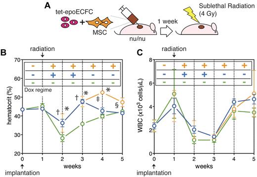 Figure 5. Delivery of EPO in a mouse model of radiation-induced anemia. (A) Mice were injected with tet-epoECFC–based implants and kept in the absence of Dox for 1 week. Then, mice received sublethal doses of radiation (4 Gy) and were thereafter subjected to 3 different Dox regimes for 4 weeks (n = 4 each group). (B) The hematocrit in mice that did not received Dox (off) was compared with those subjected to permanent administration of Dox (on vs off; *P < .001) and an intermittent Dox regime (off vs on/off; †P < .001). The hematocrit in mice subjected to permanent administration of Dox was also compared with those on an intermittent regime (on vs on/off; ‡P < .001; §P < .05). (C) WBCs in mice subjected to each Dox regime were monitored and compared for the entire period of the experiment, with no statistically significant differences observed.