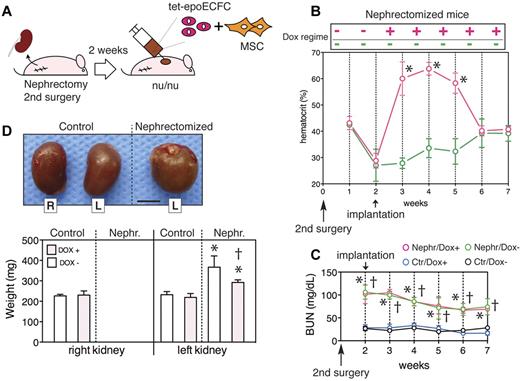 Figure 6. Delivery of EPO in a mouse model of renal failure. (A) Mice were subjected to a 2-step 5/6-nephrectomy and then, 2 weeks after surgery, were injected with tet-epoECFC–based implants and maintained in either the presence or absence of Dox for 5 weeks (n = 4 each group). (B) The hematocrit in mice that did not received Dox (off) was monitored and compared with those subjected to permanent administration of Dox (on vs off; *P < .0001). (C) Blood urea nitrogen content was monitored in 5/6-nephrectomized implant-bearing mice (Nephr.) in either the presence (Dox+) or absence (Dox−) of Dox for 5 weeks and compared with non-nephrectomized control mice (Ctr.; n = 4 each group; Nephr./Dox+ vs Ctr/Dox+, *P < .001; Nephr./Dox- vs Ctr/Dox−, †P < .001). (D) Macroscopic view of excised kidneys 5 weeks after subcutaneous implantation. Scale bar indicates 5 mm. The wet weights of kidneys excised from 5/6-nephrectomized mice were compared with those from non-nephrectomized mice. Independently of the Dox regime followed, left kidneys were significantly larger in nephrectomized than in control implant-bearing mice (*P < .001). In addition, left kidneys in nephrectomized mice in the absence of Dox were larger than in those in which Dox was administered (†P < .001).