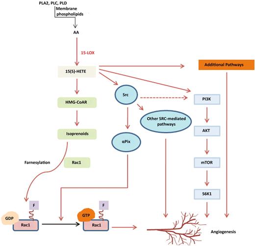 This schema illustrates the various pathways involved in 15(S)-HETE–mediated angiogenesis. Definitions of most abbreviations are in the commentary text. PLA2 indicates Phospholipase A2; PLC, Phospholipase C; PLD, Phospholipase D; mTOR, mammalian target of rapamycin; SGK1, SG Kinase-1.