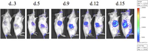 Fig. 1. Adoptively transferred luciferase-transgenic NK cells accumulate within the tumor over time