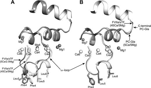 Fig. 1. A) The superimposed structures of FVIIa Gla domains from 5Ca/2.5Mg (1.8 Å) and 45Ca/5Mg (1.7 Å) showing differences in the Ω-loops. B) The superimposed structures of Gla domain in FVIIa (45Ca/5Mg) and in 5Ca/5Mg PC-EPCR (1.6 Å) showing similar Ω-loop conformations.