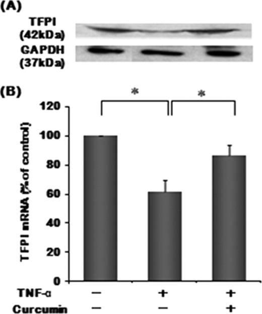 Figure 1. Effects of curcumin on TNF-alpha-mediated TFPI protein (A) and mRNA (B) expression in HUVECs. The columns represent the mean ± SD (n=3) percentages of the control culture. *p<0.05