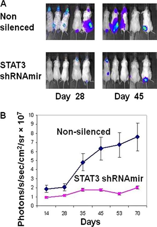 Figure:. Down-regulating STAT3 results in delayed HEL engraftment. Panel 1A, Optical CCD images of HEL (non-silenced control in the upper panel and shRNAmir in the lower panel) xenografts in NOD/SCID mice from day 28 and day 45. Panel 1B, Graphs showing correlation of luciferase gene expression in HEL xenografts (p=0.0079, Man-Whitney test). The graphs were generated from repeated scanning of the mice on days 14, 28, 35, 45, 53 and 72. Individual mean values (photons/s/cm2/sr) calculated from the regions of interest were plotted.