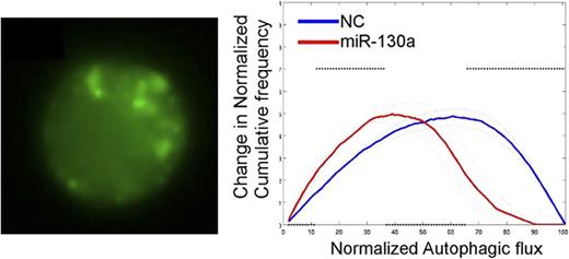 Figure:. Analysis of autophagy using MEC-1 cell line stably expressing GFP-tagged LC3 protein. Green dots representing autophagosomes were quantified in MEC-1/GFP-LC3 cells under starvation by imaging flow cytometry (Image Stream, Amnis). Transfection with synthetic miR-130a reduced the autophagic flux in these cells compared to scrambled negative control miRNA (NC).