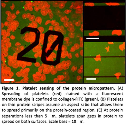 Figure 1. Platelet sensing of the protein micropattern. (A) Spreading of platelets (red) stained with a fluorescent membrane dye is confined to collagen-FITC (green). (B) Platelets on thin protein stripes assume an aspect ratio that allows them to spread primarily on the protein-coated region. (C) At protein separations less than 5 mm, platelets span gaps in protein to spread on both surfaces. Scale bars = 10 mm.
