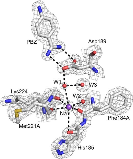 Fig.1. Na+-site in FIXa protease domain. The Na+-site in FIXa involves coordination from four carbonyl groups (184A, 185, 221A and 224) from the protein and two water molecules, W1 and W2. Electron density (2Fobs- Fcalc) is contoured at 1σ and sodium is labeled as Na. Note that the Na+-site is linked through water to the carboxylate of Asp189. The salt bridge between PBZ and Asp189 at the S1 site is shown. The coordination of the Na+-site is similar to that in FXa, FVIIa and APC. It differs from thrombin where two main chain carbonyls and four water molecules are coordinated to Na+.