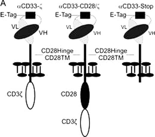 Fig. 1:. Human CAR-engrafted T cells mediate effector functions against CD33+ target cells. / A. Schematic representation of the CD33-specific CARs. VL: variable light chain; VH: variable heavy chain; E-Tag: linker epitope in between the VL and the VH chain.