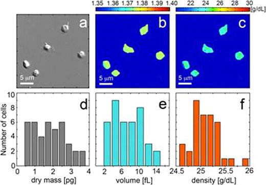 Figure 1. Characterization of physical parameters of platelets. (a) DIC image of human platelets, (b) refractive index map, (c) dry mass density map determined from refractive index using the Barer calibration, (d) Histogram of platelet dry mass, (e) Histogram of platelet volume, (f) Histogram of platelet density.