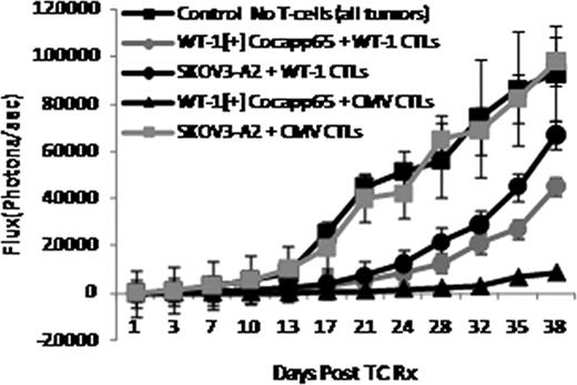 Fig. 1. Comparative Efficacy of CMV and WT-1 CTLs against Human Tumor Targets Co-expressing CMVpp65 and WT-1