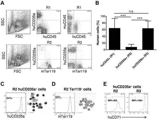 Figure 2. Human erythroid cell reconstitution in bone marrow of humanized mice. Bone marrow cells were harvested from femur and tibia of humanized mice 18 weeks after human CD34+ FLC transplantation, and analyzed by flow cytometry and cytospin. (A-B) The levels of huCD45+ and huCD235a+ cells in the indicated regions were determined by flow cytometry. Shown are flow cytometric profiles (A) and levels (mean ± SD; n = 9) of human CD45+ cell chimerism (ie, percentage of huCD45+ cells in huCD45+ plus muCD45+ cells) and CD235a+ cell chimerism (ie, percentage of huCD235a+ cells in huCD235a+ plus Ter119+ cells) in the indicated regions (B). RBCs were mainly detected in R2 and R3, but not R4 (granulocyte region). ***P < .001. n.s. indicates not significant. (C-D) Human CD235+ cells (C) and mouse Ter119+ cells (D) in gated R2 region were purified from bone marrow by cell sorting and analyzed morphologically. The purity (ie, percentage of human CD235a or mouse Ter119 cells in the sorted cell population) and Wright Giemsa staining of the sorted cells are shown in left and right panels, respectively. (E) Representative flow cytometric profiles showing human CD71 expression on gated huCD235a+ cells in R2 and R3. MFI indicates median fluorescence intensity.