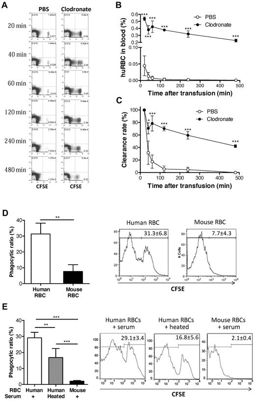 Figure 3. Rejection of human RBCs by recipient macrophages in NOD/SCID mice. (A-C) CFSE-stained human RBCs (1.5 × 108) were intravenously injected into macrophage-depleted (n = 3) or control (n = 4) NOD/SCID mice. Blood was collected at the indicated time points, and the levels (percentages) of injected human RBCs were analyzed by flow cytometry. (A) Representative flow cytometric profiles. (B) Percentages (mean ± SD) of CFSE+ human RBCs at the indicated times. (C) Clearance rates of infused human RBCs (ie, percentages of CFSE+ human RBCs normalized with the levels at 20 minutes after injection as 100%). (D) CFSE-labeled human or mouse RBCs (1 × 108) were injected into the peritoneal cavity of NOD/SCID mice, and phagocytosis of human RBCs (n = 3) or mouse RBCs (n = 3) by mouse macrophages was measured by staining with anti–mouse F4/80-PE using flow cytometric analysis. Shown are mean (± SD) of phagocytic ratios and representative flow cytometric profiles showing the percentage of CFSE+ cells in the gated F4/80+ cell population. (E) Human and mouse RBCs were cocultured with NOD/SCID mouse macrophages in media containing 4% NOD/SCID mouse sera (untreated or 56°C-heated), and phagocytosis was measured 4 hours later. Shown are mean ± SD (n = 5 per group) of phagocytic ratios and flow cytometric profiles showing the percentage of CFSE+ cells in the gated F4/80+ cell population. Data combined from 2 independent experiments are shown. *P < .05; **P < .01; ***P < .001.