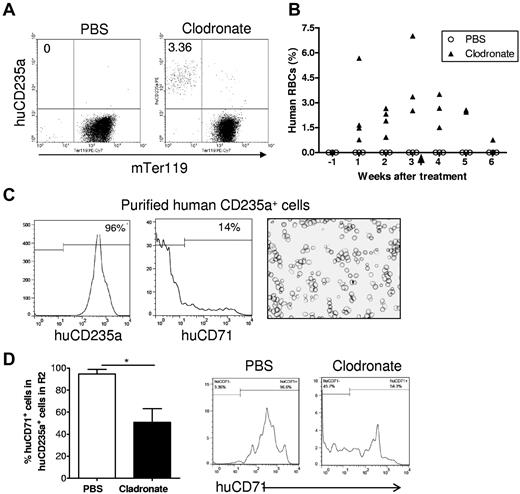 Figure 4. Human RBCs reconstitute in humanized mice after macrophage depletion. Humanized NOD/SCID mice were treated at 13 weeks after human CD34+ FLC transplantation with clodronate liposomes (n = 6) or PBS liposomes (n = 3; 100 μL at days 0, 2, 7, 12, 17, and 22). In clodronate liposome-treated group, 4 mice died after treatment, and the number of mice available for analysis were: n = 6 for pretreatment, n = 4 for weeks 1 and 2, n = 3 for weeks 3 and 4, and n = 2 for weeks 5 and 6. Blood was collected 1 week before and weekly after clodronate liposome treatment, and the percentages of human RBCs were determined by flow cytometry. (A) Representative flow cytometric profiles at week 3 after treatment. (B) Percentages of human CD235a+ RBCs in blood at the indicated time points after treatment. Arrow indicates the time we stopped treatment. (C) Human CD235+ cells were purified by cell sorting from blood of macrophage-depleted humanized mice and analyzed by flow cytometry and cytospin. Shown are flow cytometric profiles of human CD235a and CD71 expression and Wright Giemsa staining of the purified cells. (D) Percentages (mean ± SD) and representative staining profiles of human CD71 expression on gated human CD235a+ cells in the “mature erythrocyte–enriched” R2 region of bone marrow cells (as defined in Figure 2A) from humanized mice treated with PBS liposomes (n = 3) or clodronate liposomes (n = 3).